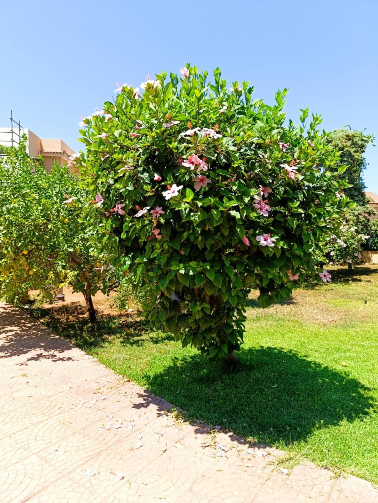 Garden House Mondello Palermo Villa Esterno foto