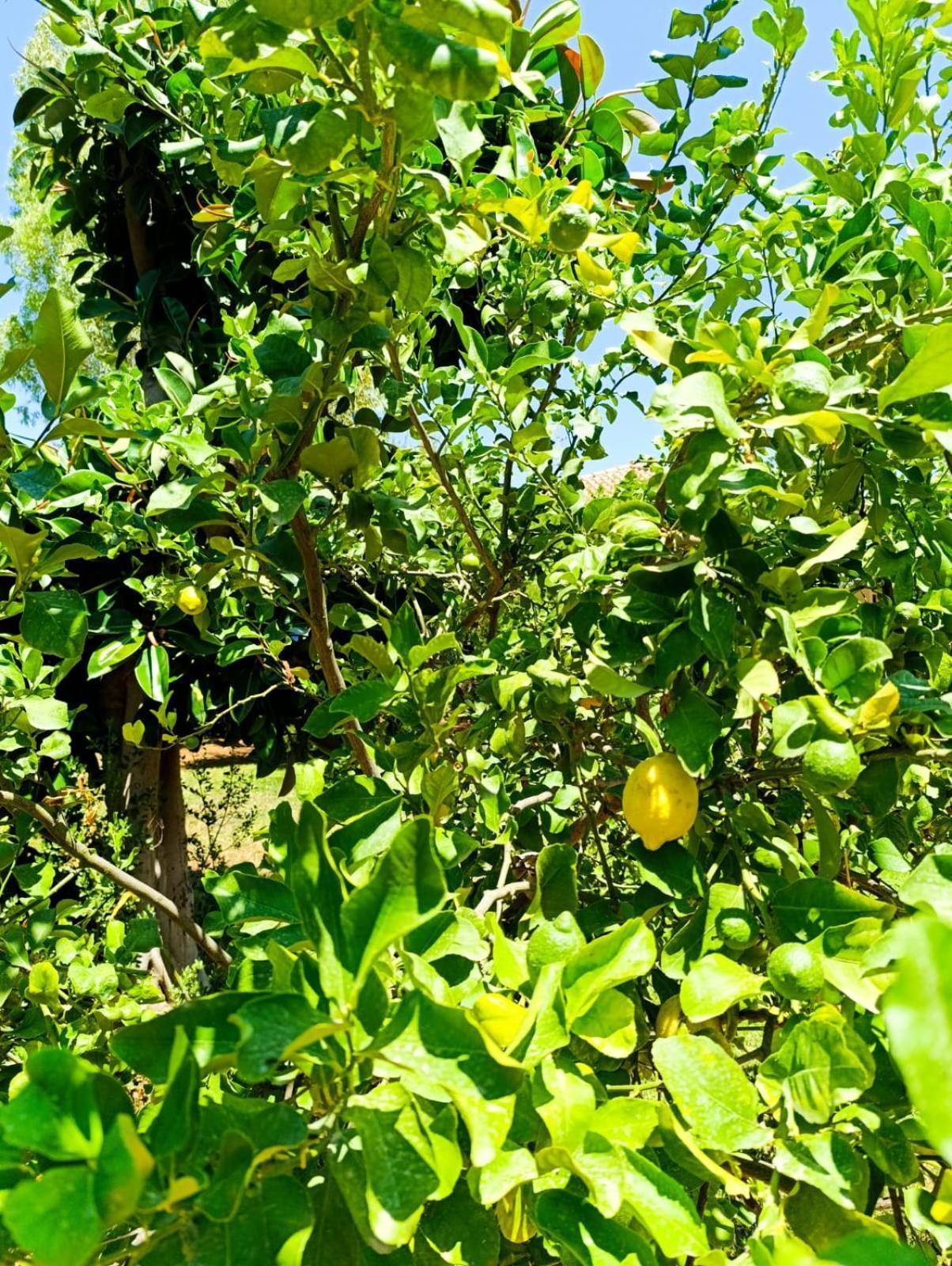 Garden House Mondello Palermo Villa Esterno foto